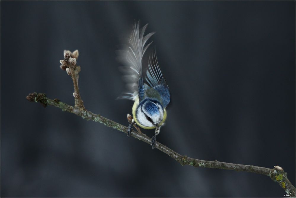 boule bleue