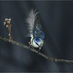 boule bleue