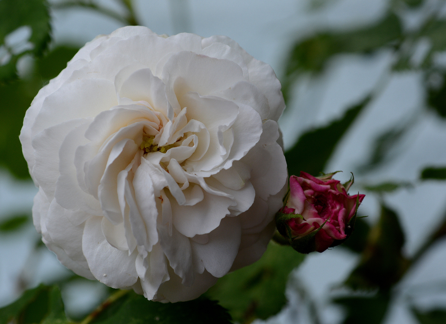 boule de neige  bourbonrose 1867