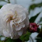 boule de neige  bourbonrose 1867