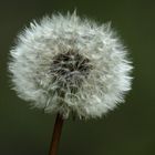 boule de neige