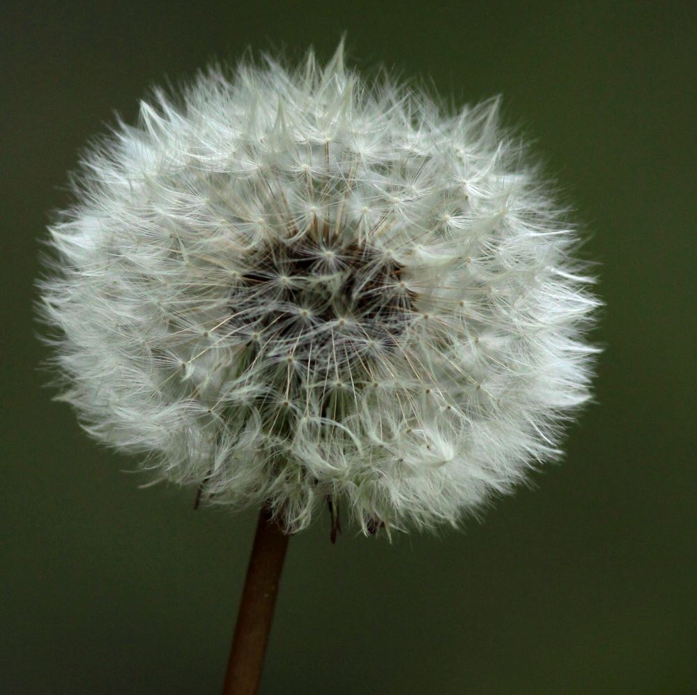 boule de neige