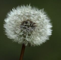 boule de neige