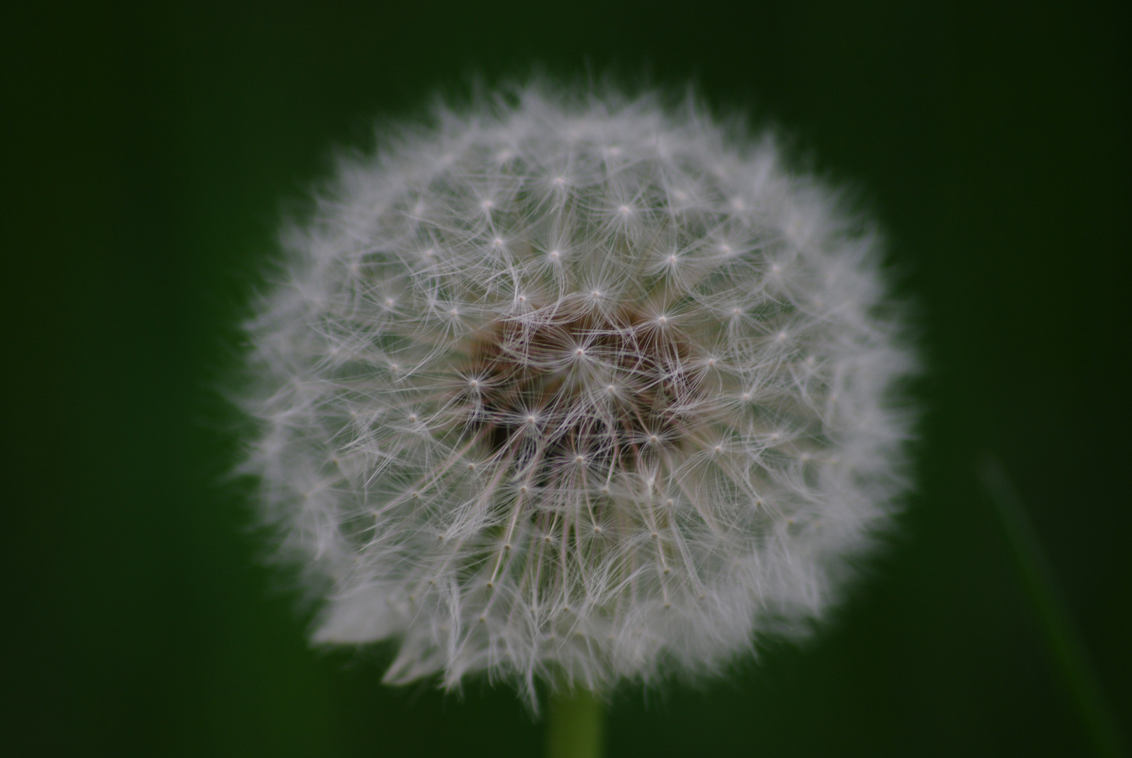 Boule de plumes