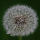 Boule de plumes