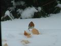 boule de plumes dans la neige de memire 