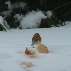 boule de plumes dans la neige