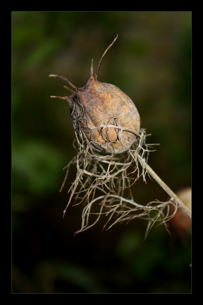 Boule inconnue ...