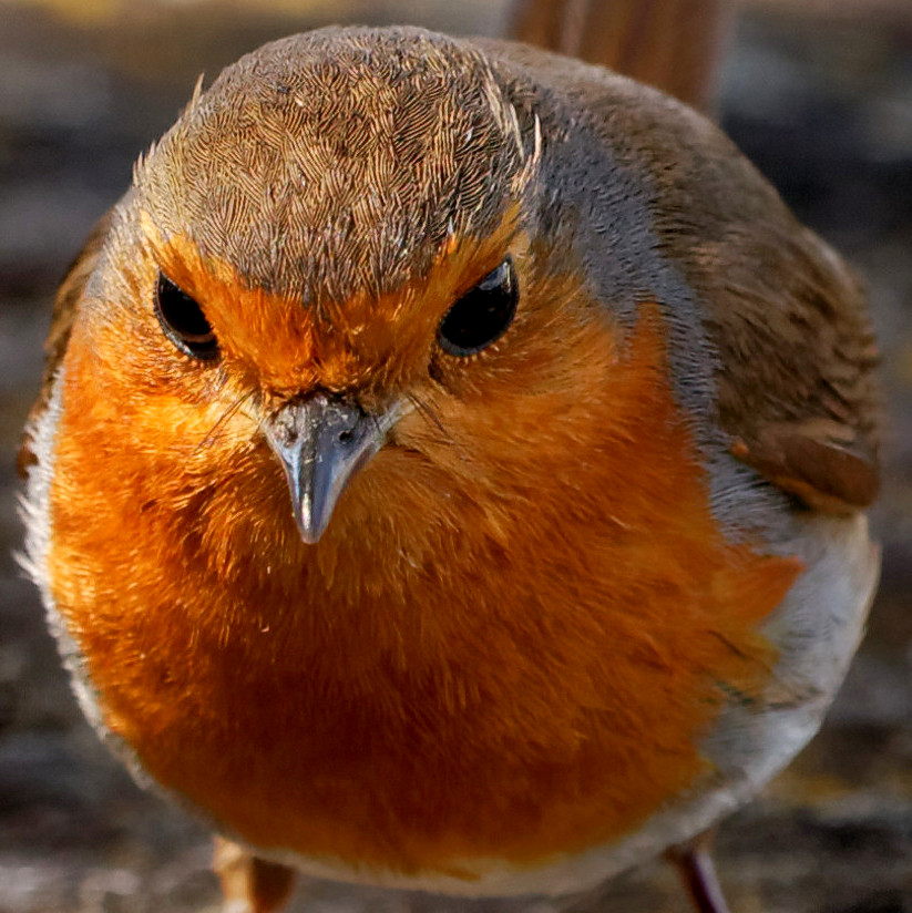 boule rouge