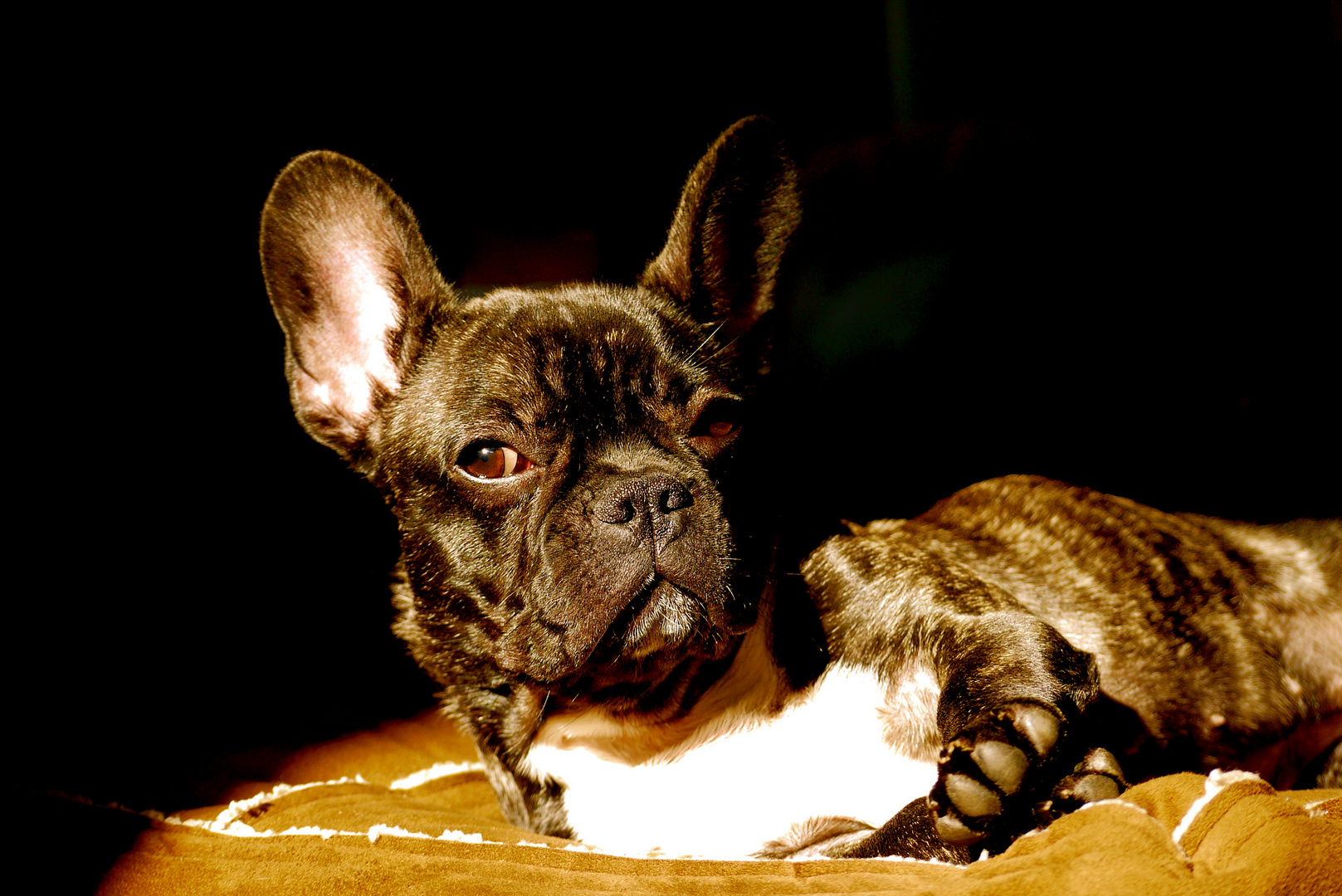 bouledogue