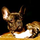 bouledogue