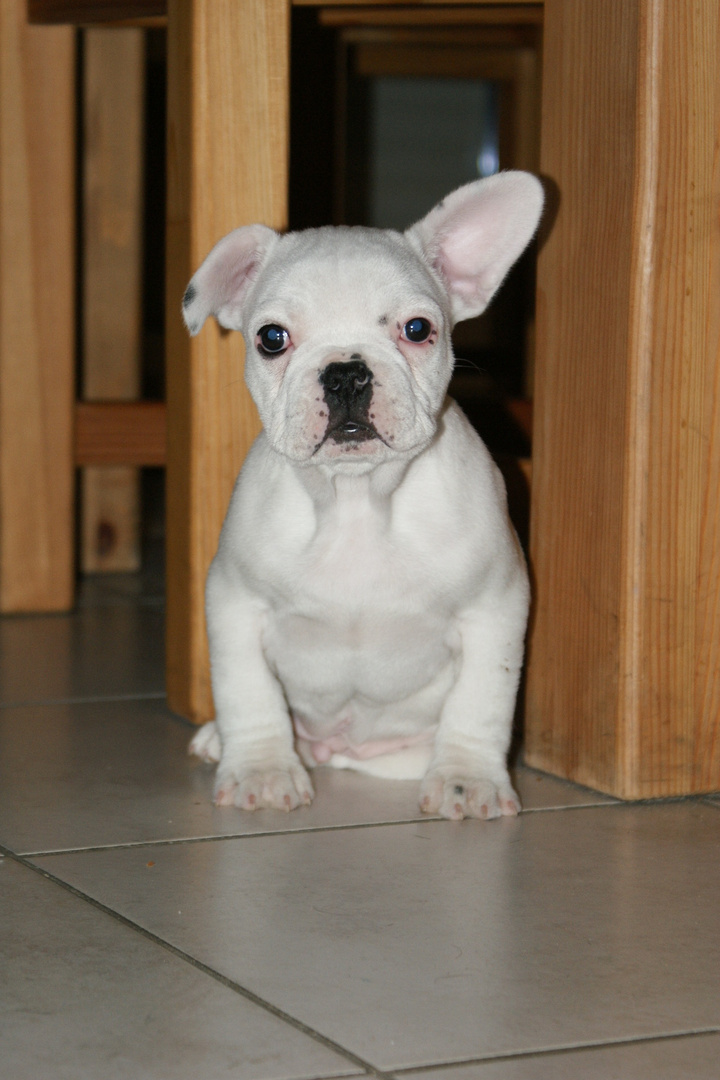 bouledogue français