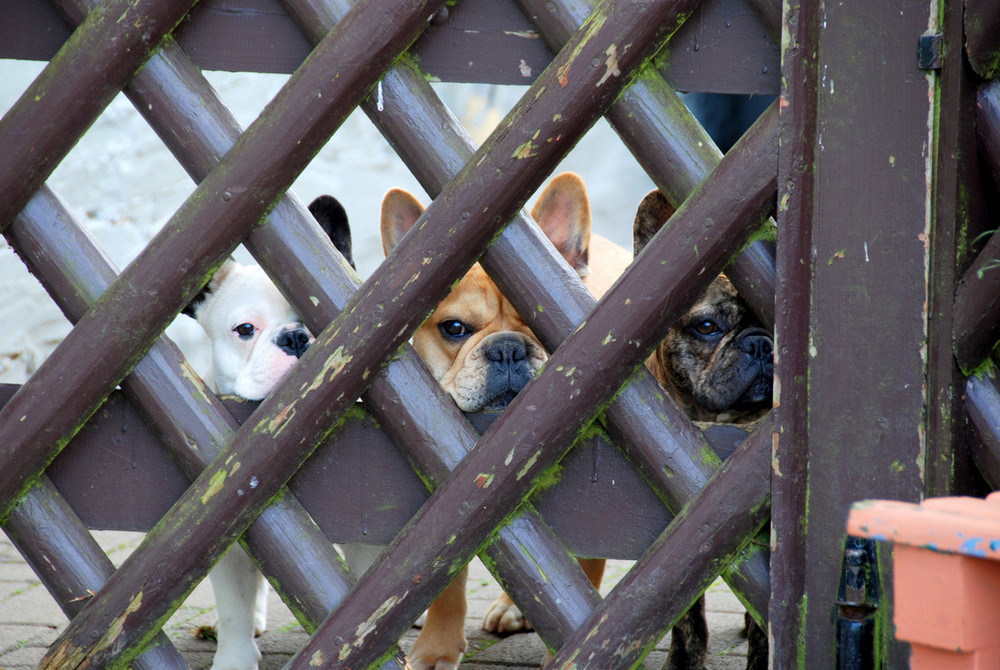 Bouledogue français ou... ce sont 3 yeux qui te surveillent.