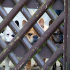 Bouledogue français ou... ce sont 3 yeux qui te surveillent.