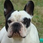 bouledogue francais