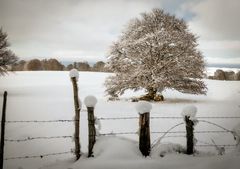 Boules de neige