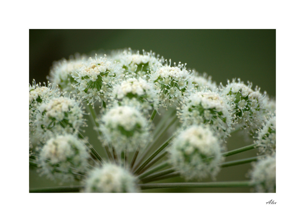 Boules de neige