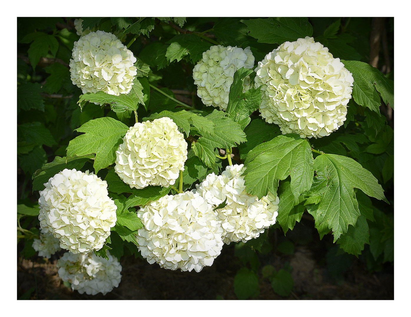 boules de neige