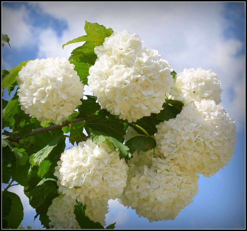 boules de neige