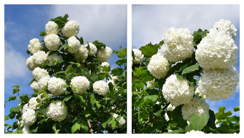 boules de neige