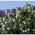 boules de neige sur florence...