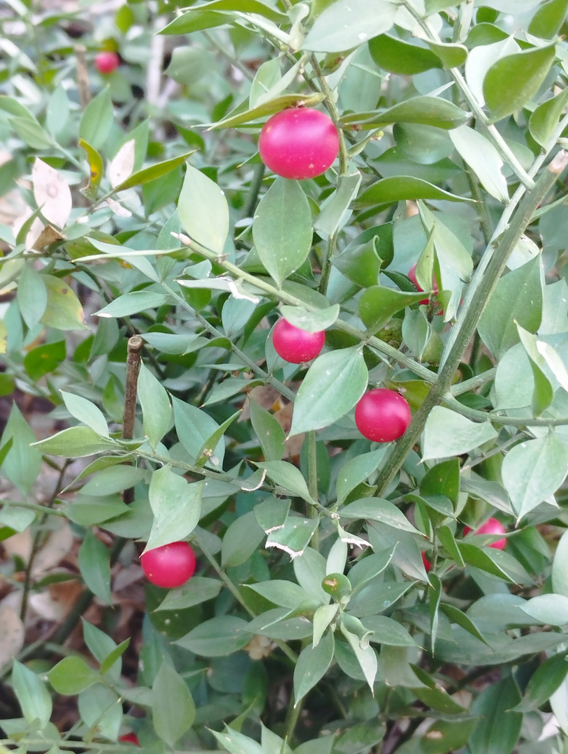 Boules rouges  !