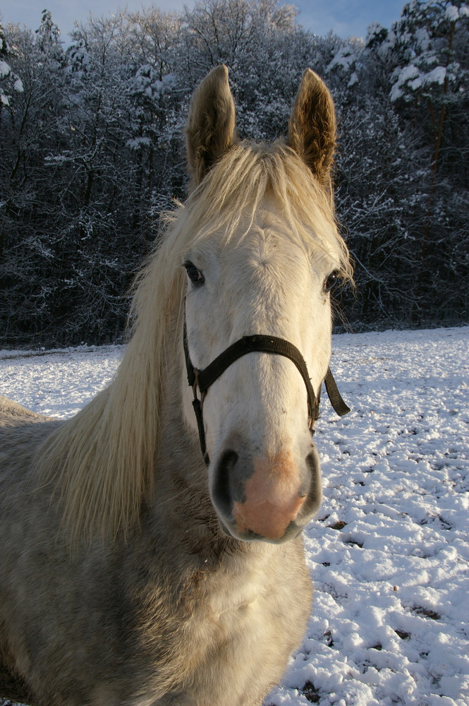 Boullonais-Baby "Ronja"