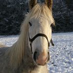 Boullonais-Baby "Ronja"