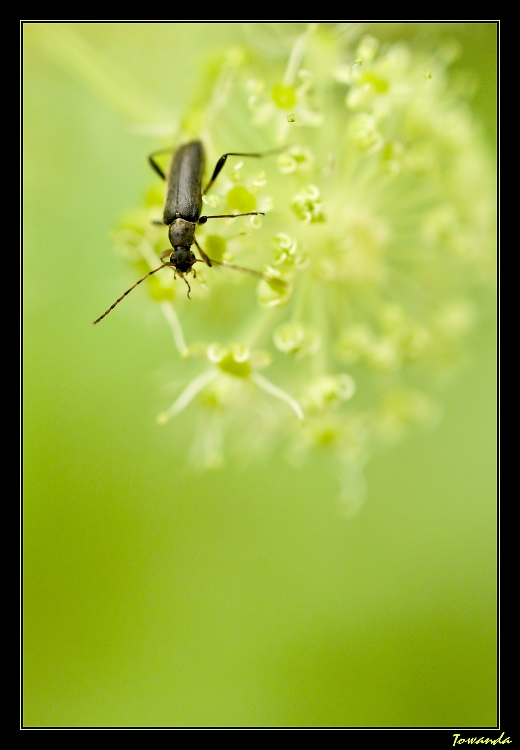 Bouquet d'antennes