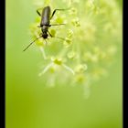 Bouquet d'antennes