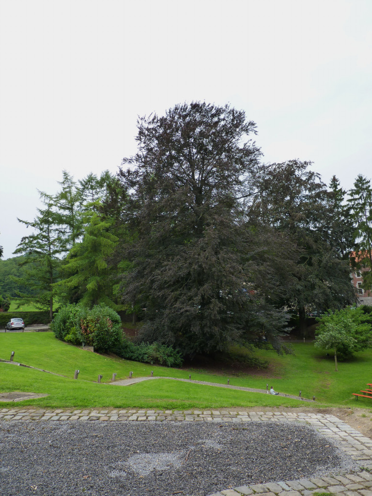 Bouquet d'Arbres