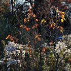 Bouquet d'automne 2010