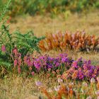 Bouquet d'automne