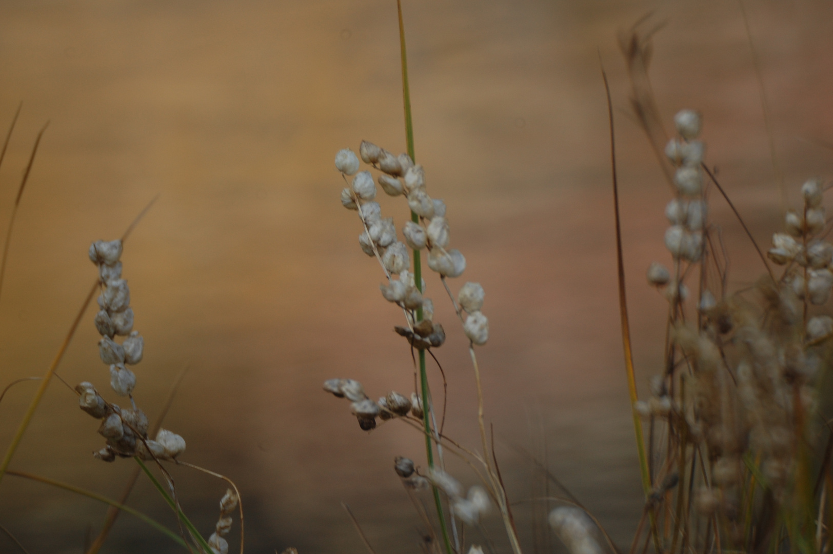 bouquet d'automne