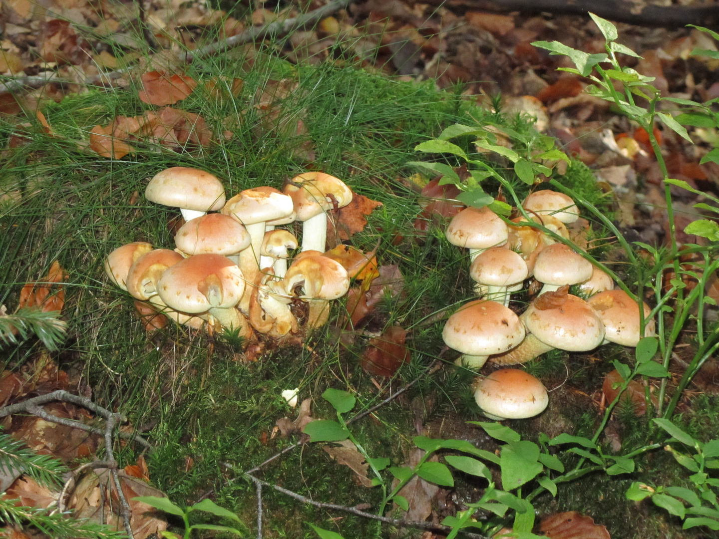 Bouquet de champignons !