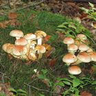 Bouquet de champignons !