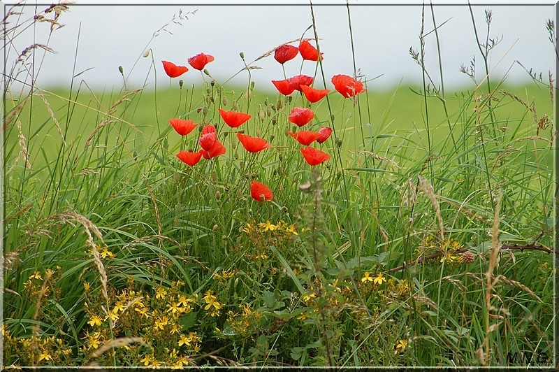 Bouquet de coquelicots !