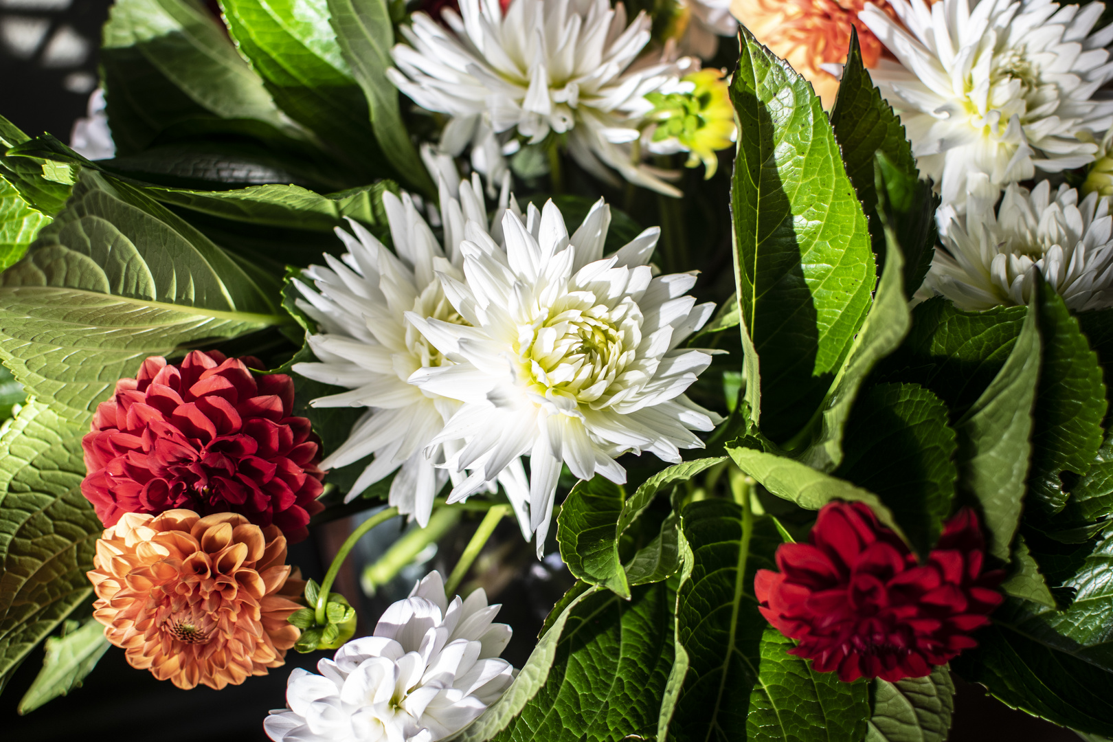 Bouquet  de dalias en el salón.