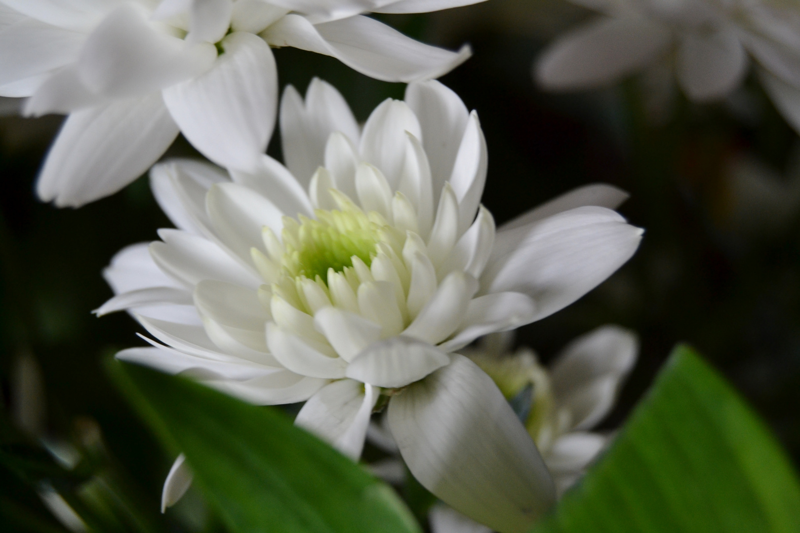 Bouquet de fleurs