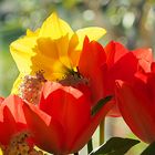 Bouquet de fleurs du jardin