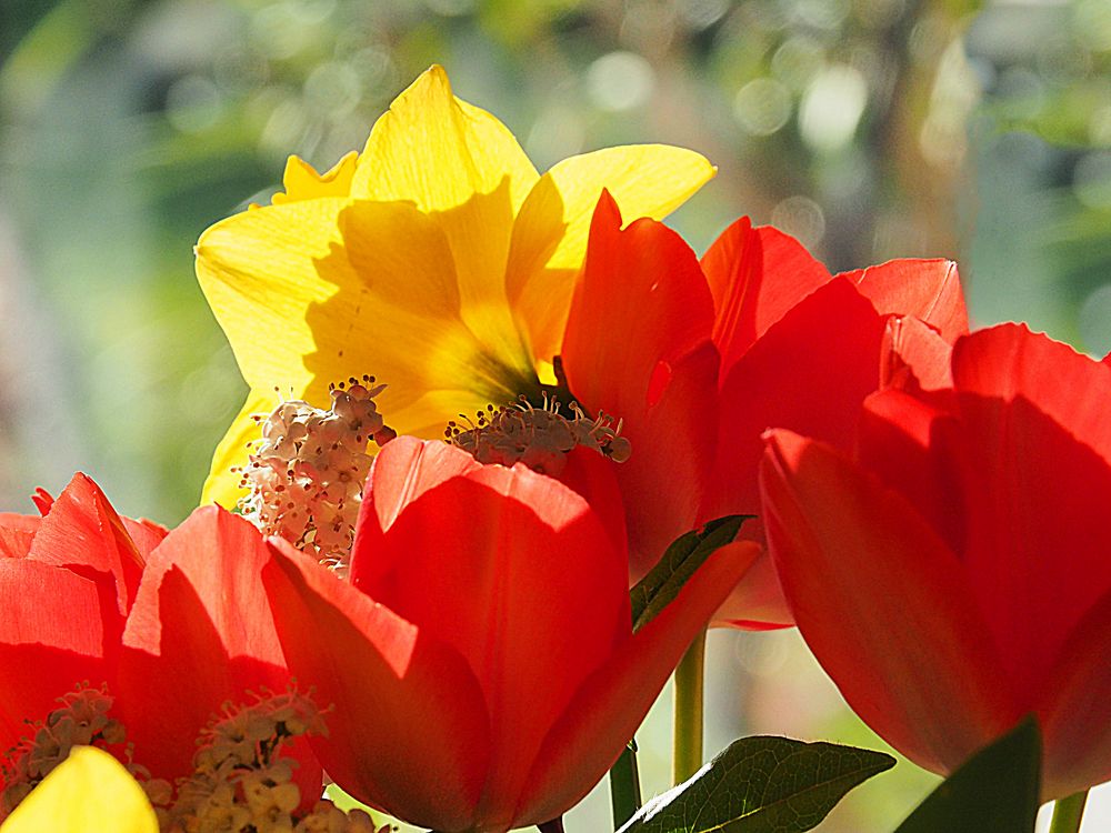 Bouquet de fleurs du jardin