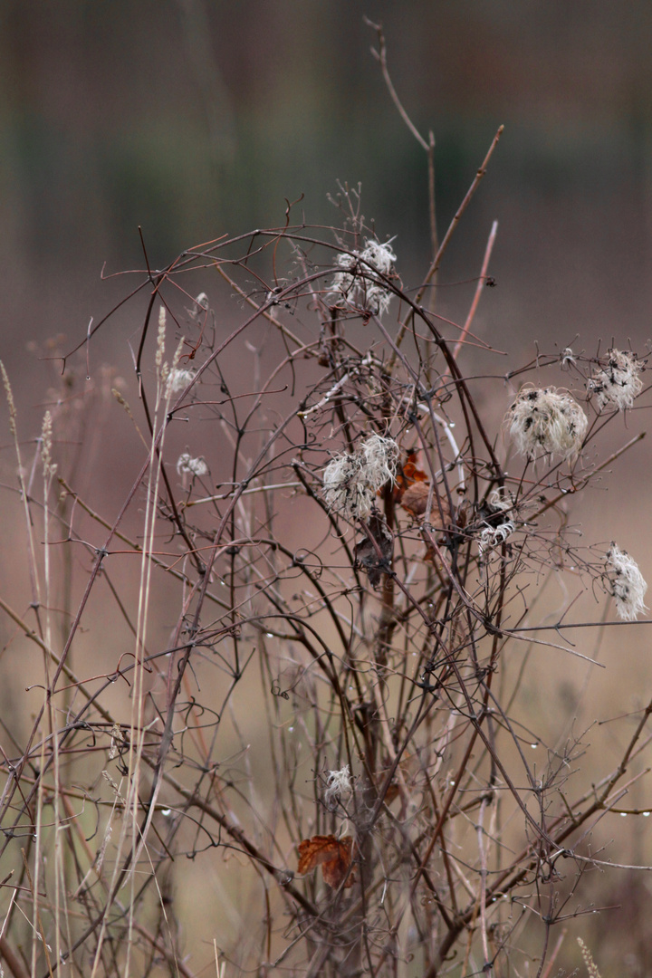 bouquet de friche