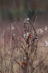 bouquet de friche