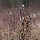 bouquet de friche