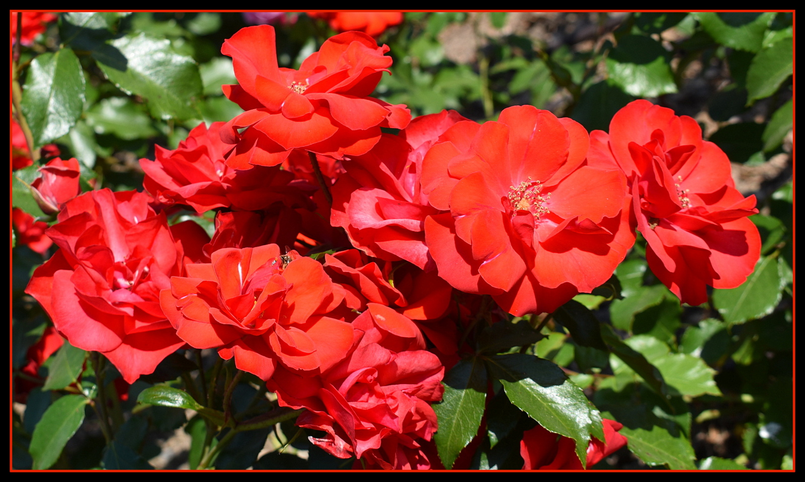 bouquet de roses