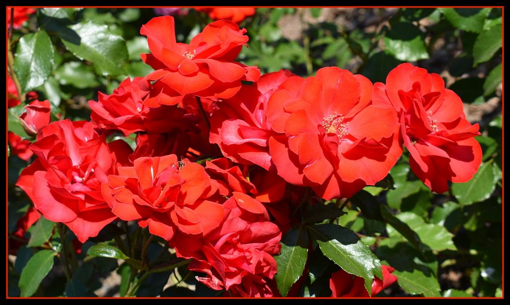 bouquet de roses