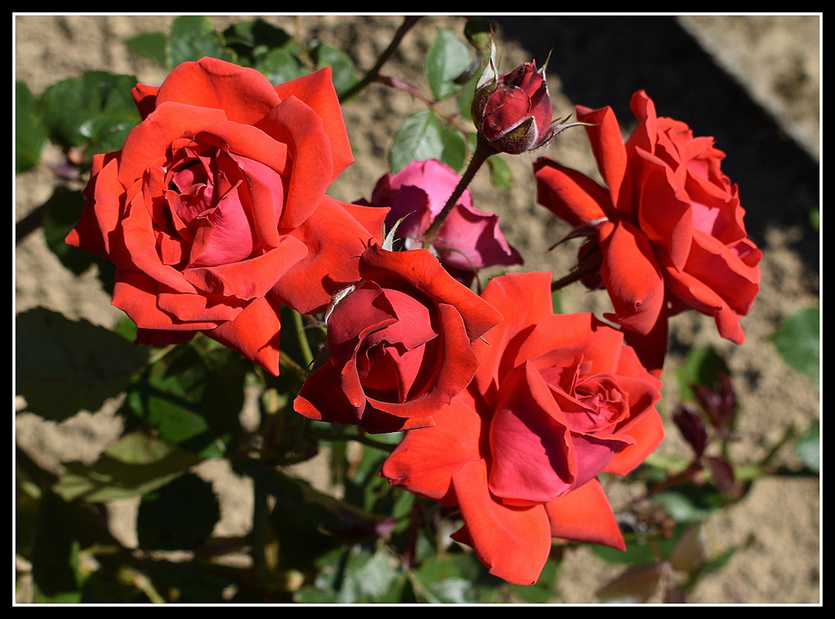 bouquet de roses