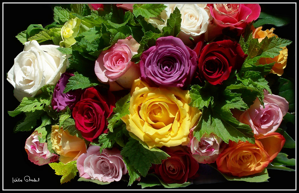 Bouquet de roses