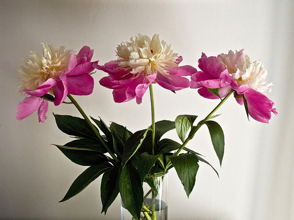 Bouquet des pivoines du jardin  --  Strauss aus Pfingstrosen des Gartens