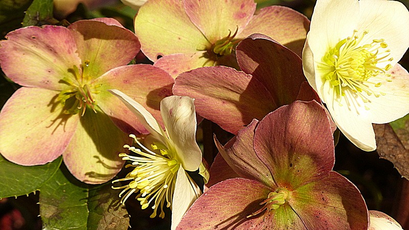 bouquet d'hellébores